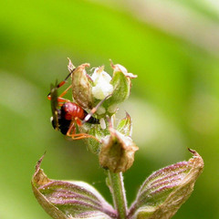 Diplazon laetatorius