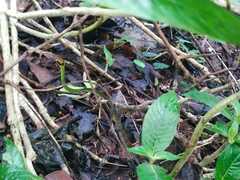 Dendrophidion clarkii