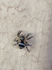 Corythalia vervloeti