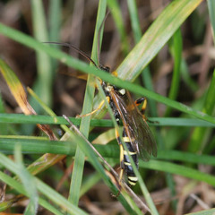 Ichneumon sarcitorius