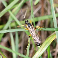 Ichneumon sarcitorius