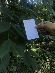 Magnolia acuminata