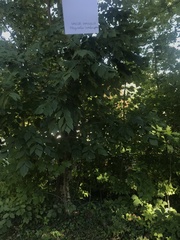 Magnolia acuminata