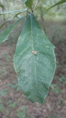 Quercus oglethorpensis