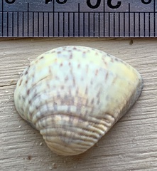 Anomalocardia flexuosa