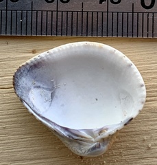 Anomalocardia flexuosa