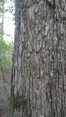 Quercus oglethorpensis