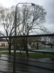 Hemiphaga novaeseelandiae