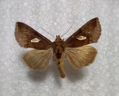 Autographa bractea