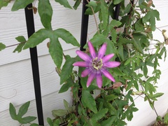 Passiflora × kewensis