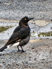 Strepera graculina