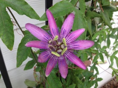 Passiflora × kewensis