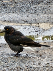 Strepera graculina