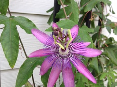 Passiflora × kewensis