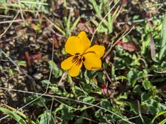 Viola pedunculata