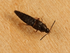 Oxypoda opaca
