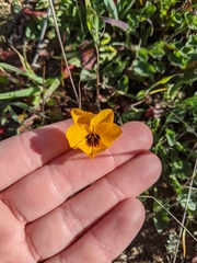 Viola pedunculata