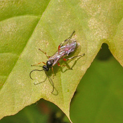 Diplazon laetatorius