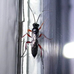Vulgichneumon saturatorius