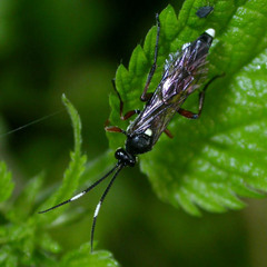 Vulgichneumon saturatorius