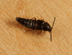 Oxypoda opaca