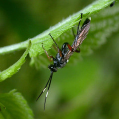 Vulgichneumon saturatorius