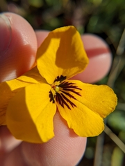 Viola pedunculata