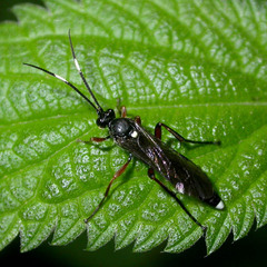 Vulgichneumon saturatorius