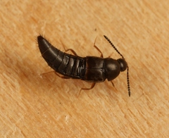 Oxypoda opaca