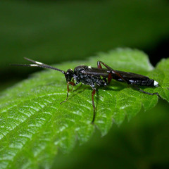 Vulgichneumon saturatorius