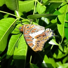 Charaxes brutus