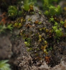 Microbryum curvicollum