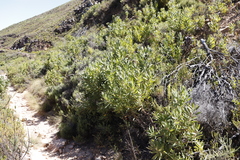 Protea lepidocarpodendron