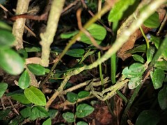 Pteris ensiformis victoriae