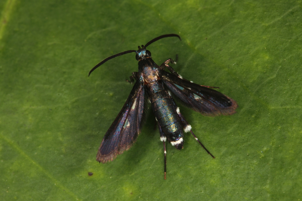 Aenigmina