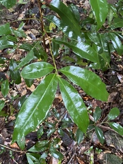 Brackenridgea australiana