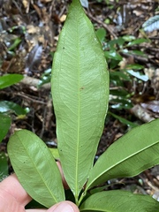 Brackenridgea australiana