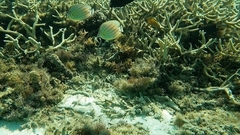 Chaetodon ornatissimus