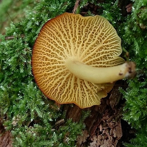 Marasmius rhyssophyllus · April 2022 · photo: © lelacappelli (iNaturalist, cc0)