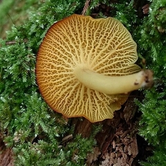 Marasmius rhyssophyllus