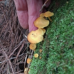 Marasmius rhyssophyllus