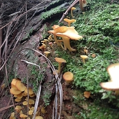 Marasmius rhyssophyllus
