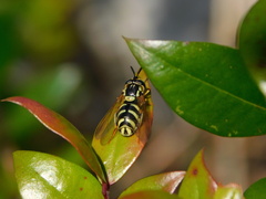 Chrysotoxum intermedium