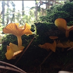 Marasmius rhyssophyllus