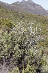 Tarchonanthus littoralis