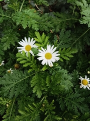 Argyranthemum