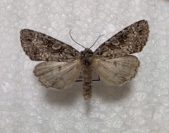 Xestia speciosa