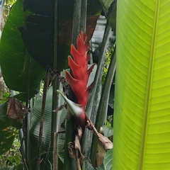 Heliconia caribaea
