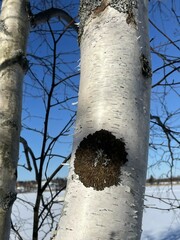 Melanohalea olivacea