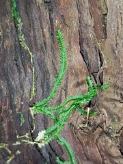 Saccogyna viticulosa